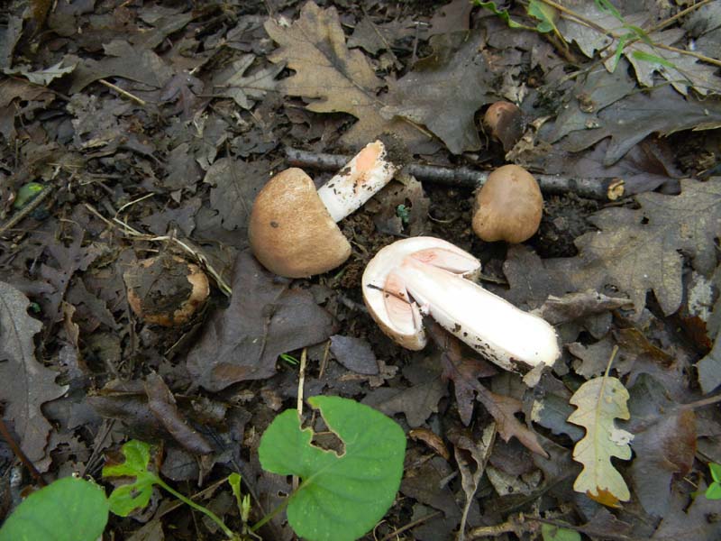 Agaricus fotog.il 15.10.2010.sotto Quercia